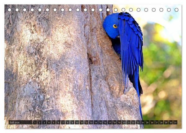 Produktbild: Tiere im Pantanal - viaje.ch (Tischkalender 2026 DIN A5 quer), CALVENDO Monatskalender