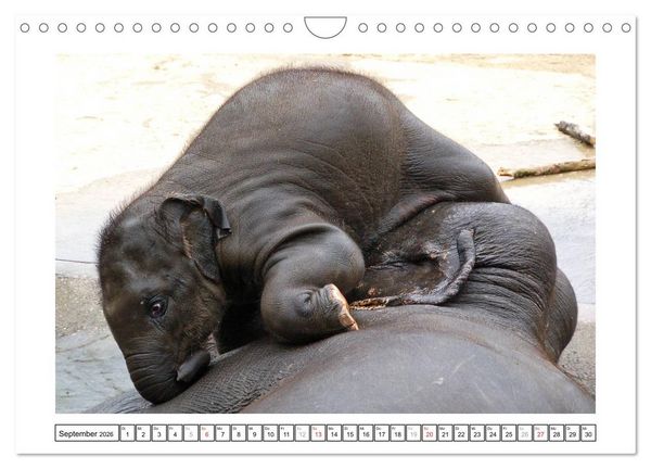 Produktbild: Kleine Schelme - Tierbabys (Wandkalender 2026 DIN A4 quer), CALVENDO Monatskalender