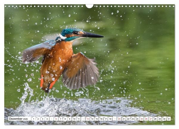 Produktbild: Faszination Eisvogel (Wandkalender 2026 DIN A3 quer), CALVENDO Monatskalender