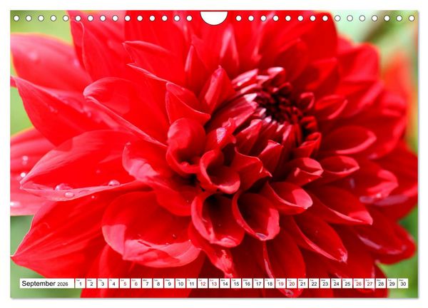 Produktbild: Fascinating colours of flowers (Wall Calendar 2026 DIN A4 landscape), CALVENDO 12 Month Wall Calendar