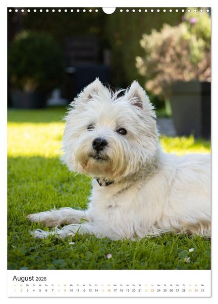 Produktbild: Der Westie - Portrait eines West Highland White Terriers (Wandkalender 2026 DIN A3 hoch), CALVENDO Monatskalender