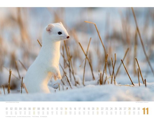 Produktbild: Tierwelt Skandinavien Kalender 2027