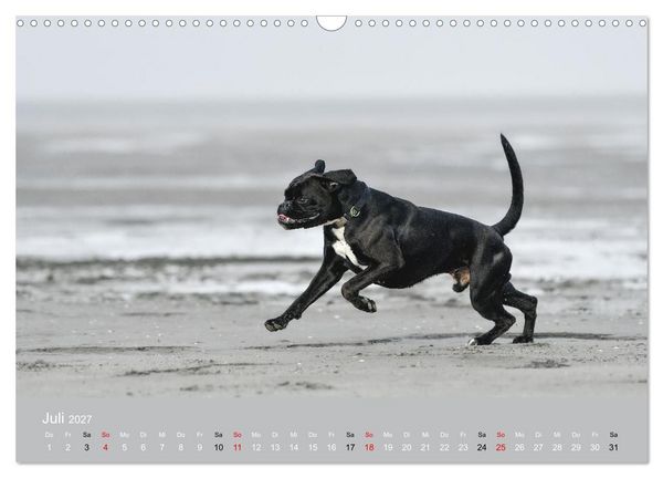 Produktbild: Boxer - charmante Herzensbrecher (Wandkalender 2027 DIN A3 quer), CALVENDO Monatskalender