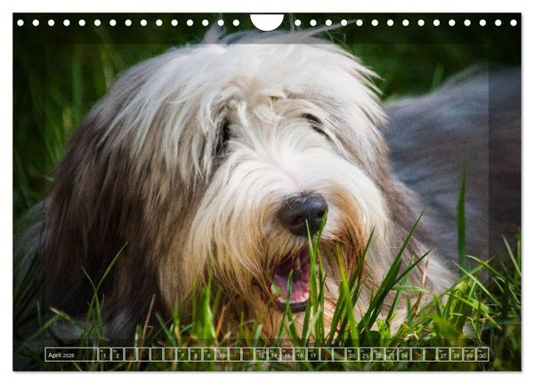 Produktbild: Bearded Collie, mein Freund (Wandkalender 2026 DIN A4 quer), CALVENDO Monatskalender
