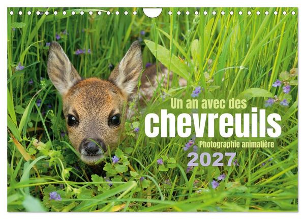 Produktbild: Un an avec des chevreuils (Calendrier mural 2027 DIN A4 vertical), CALVENDO calendrier mensuel