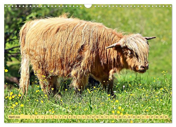 Produktbild: Highland Cattle, die Hochlandrinder aus Pfeffingen (Wandkalender 2026 DIN A3 quer), CALVENDO Monatskalender