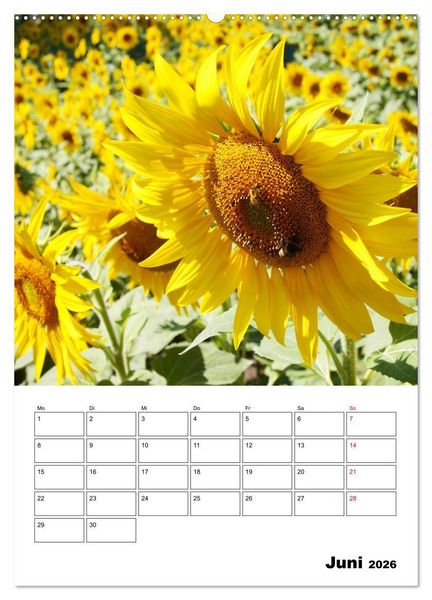Produktbild: Leuchtende Sonnenblumen (Wandkalender 2026 DIN A2 hoch), CALVENDO Monatskalender
