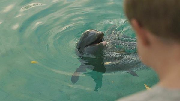 Produktbild: Echo, der Delphin - Eine Freundschaft f&uuml;rs Leben
