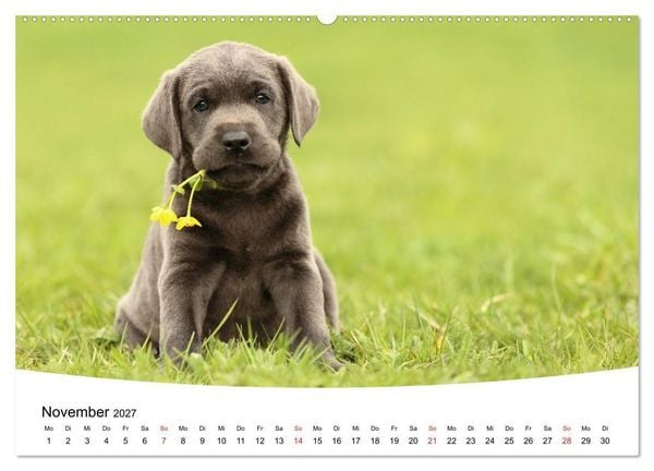 Produktbild: Labrador Welpen - Labrador Puppies (hochwertiger Premium Wandkalender 2027 DIN A2 quer), Kunstdruck in Hochglanz