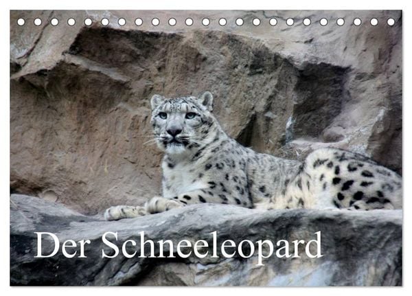 Produktbild: Der Schneeleopard (Tischkalender 2026 DIN A5 quer), CALVENDO Monatskalender