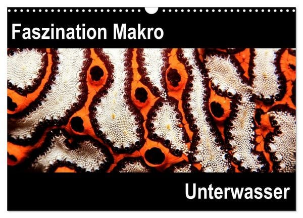 Produktbild: Faszination Makro Unterwasser (Wandkalender 2026 DIN A3 quer), CALVENDO Monatskalender