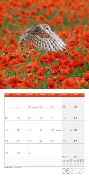 Produktbild: Eulen Kalender 2027 - 30x30 - Art12