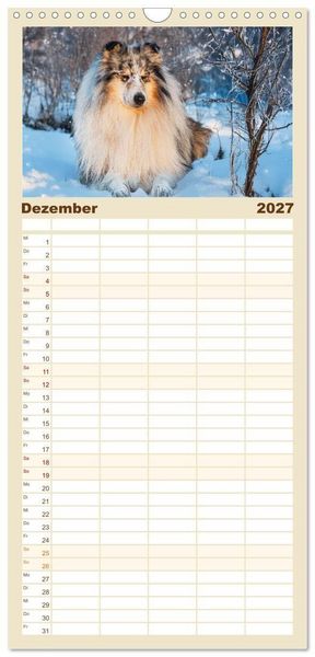 Produktbild: Familienplaner 2027 - Faszinierende Rough Collies mit 5 Spalten (Wandkalender, 21 x 45 cm) CALVENDO