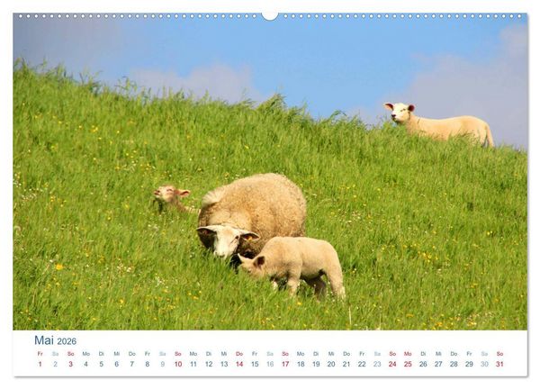 Produktbild: Schafe am Deich 2026. Tierische Impressionen von der Nordseek&uuml;ste (hochwertiger Premium Wandkalender 2026 DIN A2 quer), Kunstdruck in Hochglanz