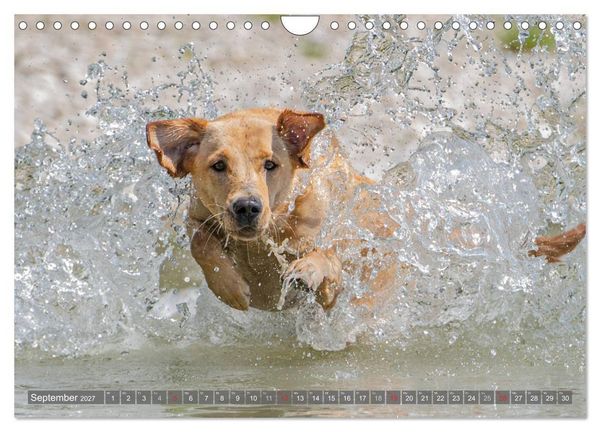 Produktbild: Labradore im Wasser (Wandkalender 2027 DIN A4 quer), CALVENDO Monatskalender