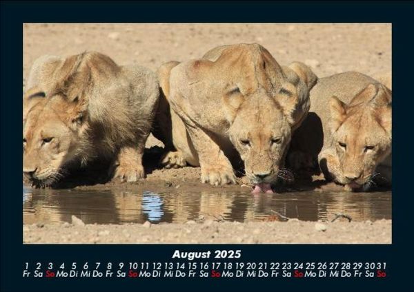 Produktbild: L&ouml;wen in der Wildnis 2025 Fotokalender DIN A5