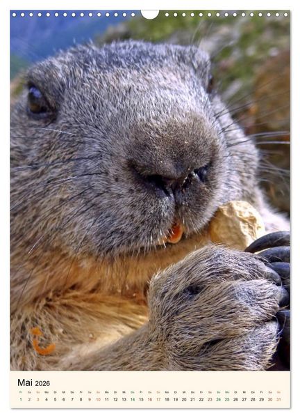 Produktbild: STREIFZUG im Land der Murmeltiere (Wandkalender 2026 DIN A3 hoch), CALVENDO Monatskalender