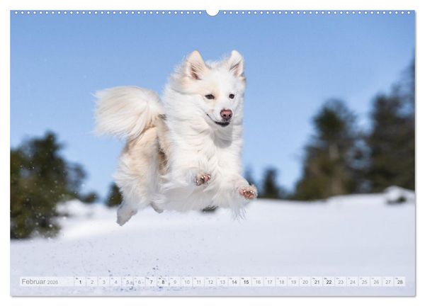 Produktbild: Mein fliegender Isl&auml;nder (Wandkalender 2026 DIN A2 quer), CALVENDO Monatskalender