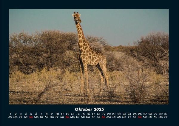 Produktbild: Giraffen 2025 Fotokalender DIN A4