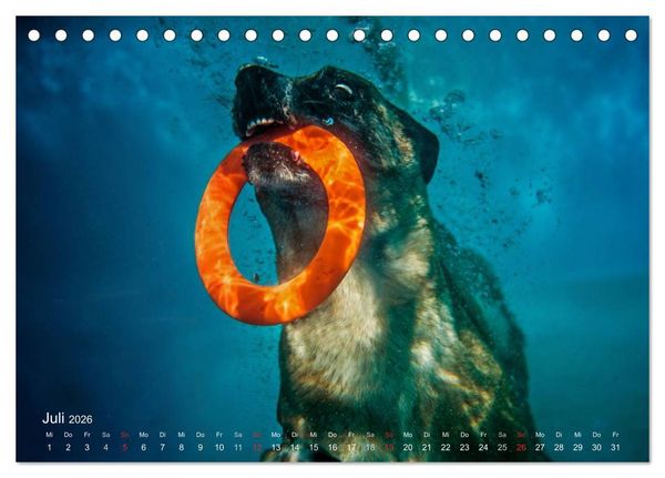 Produktbild: Malinois lieben Wasser (Tischkalender 2026 DIN A5 quer), CALVENDO Monatskalender