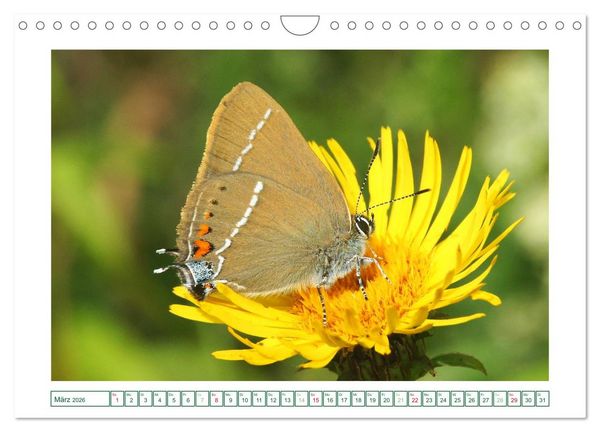 Produktbild: Schmetterlinge: zart und bunt (Wandkalender 2026 DIN A4 quer), CALVENDO Monatskalender