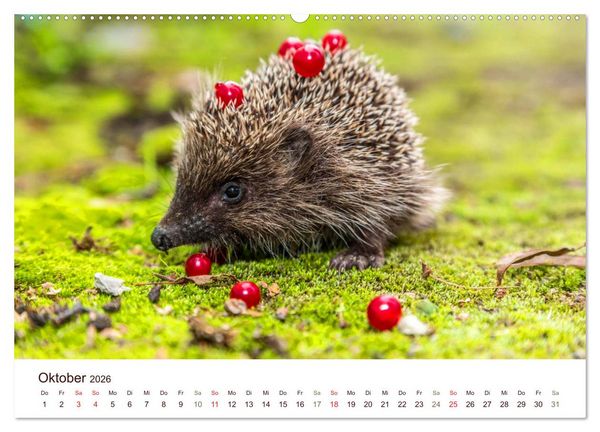 Produktbild: Igel 2026. Tierische Impressionen (hochwertiger Premium Wandkalender 2026 DIN A2 quer), Kunstdruck in Hochglanz