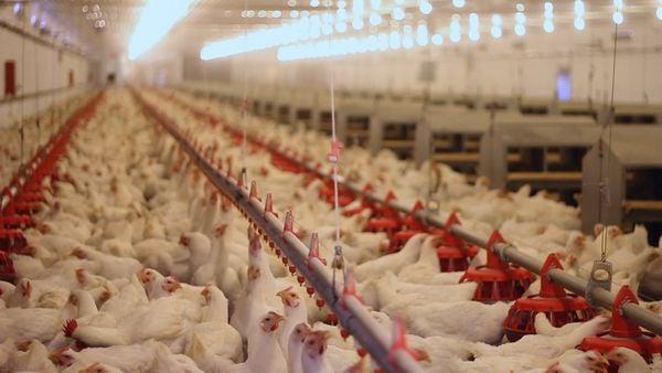 Produktbild: Was essen wir morgen?