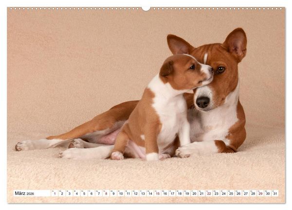 Produktbild: Wunderbare Basenji Welpenzeit (hochwertiger Premium Wandkalender 2026 DIN A2 quer), Kunstdruck in Hochglanz