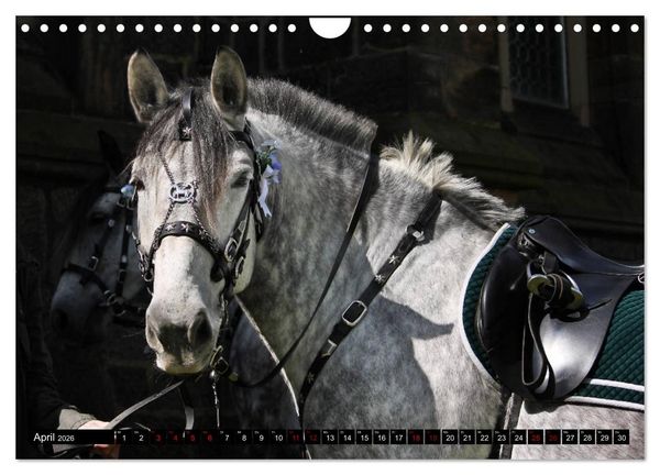 Produktbild: Schwere Warmbl&uuml;ter 2026 (Wandkalender 2026 DIN A4 quer), CALVENDO Monatskalender