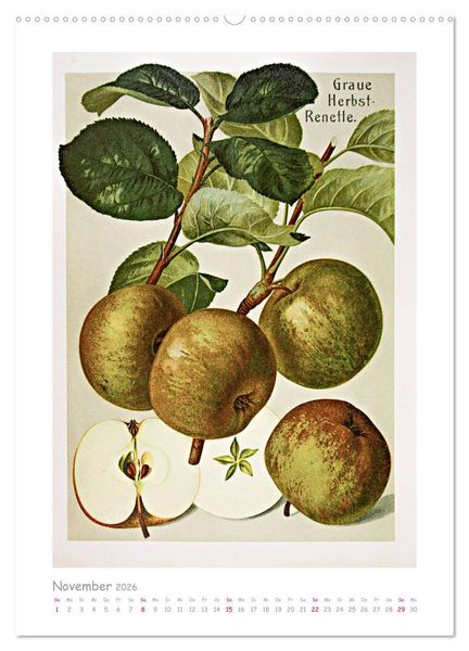 Produktbild: &Auml;pfel/Appels. Alte ostfriesische Sorten (hochwertiger Premium Wandkalender 2026 DIN A2 hoch), Kunstdruck in Hochglanz