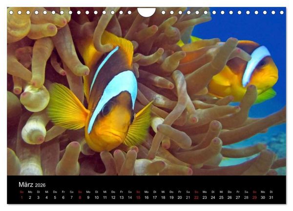 Produktbild: Tr&auml;ume unter Wasser (Wandkalender 2026 DIN A4 quer), CALVENDO Monatskalender