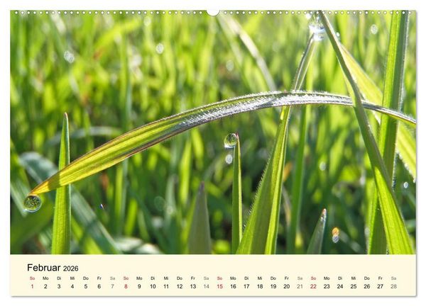 Produktbild: Kraftquelle Gr&uuml;n (hochwertiger Premium Wandkalender 2026 DIN A2 quer), Kunstdruck in Hochglanz