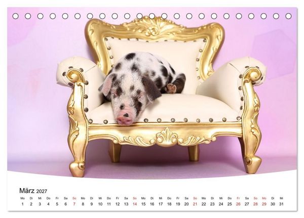Produktbild: Niedliche Ferkel lovely piglets (Tischkalender 2027 DIN A5 quer), CALVENDO Monatskalender
