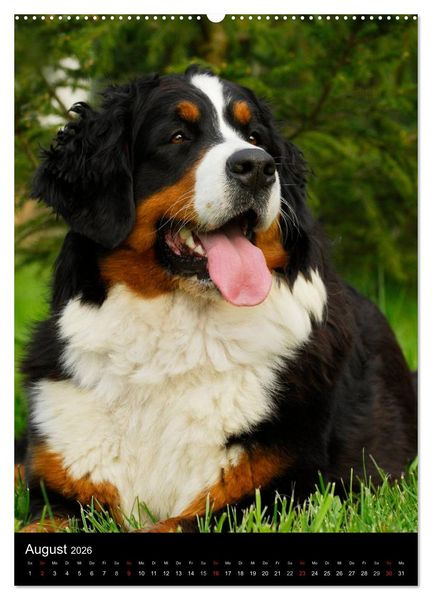 Produktbild: Berner Sennenhund 2026 (Wandkalender 2026 DIN A2 hoch), CALVENDO Monatskalender