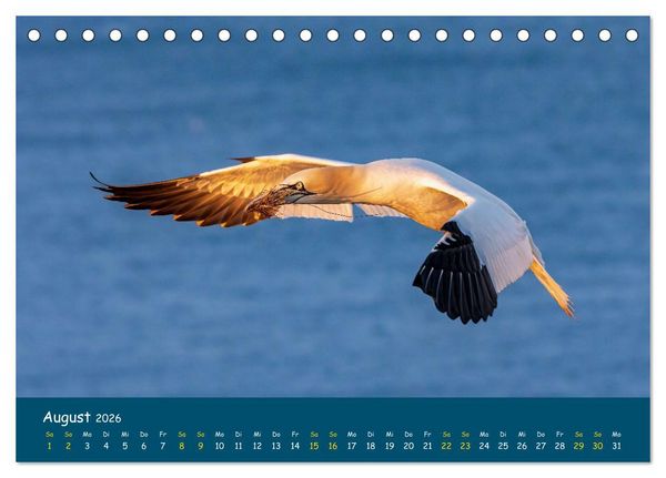 Produktbild: Helgol&auml;nder Basst&ouml;lpel 2026 (Tischkalender 2026 DIN A5 quer), CALVENDO Monatskalender