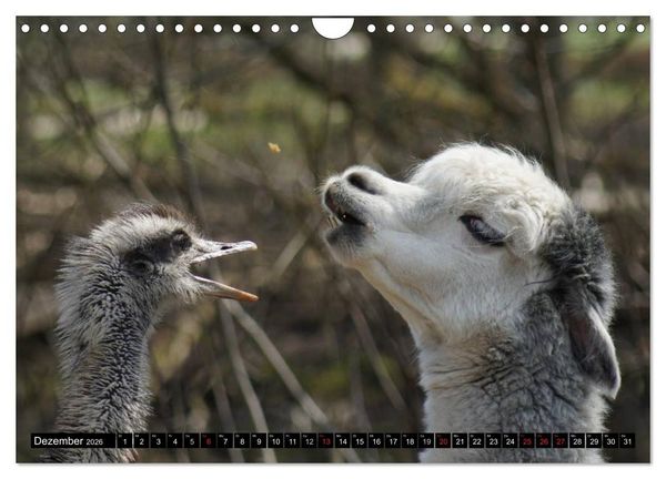 Produktbild: Lama und Alpaka (Wandkalender 2026 DIN A4 quer), CALVENDO Monatskalender