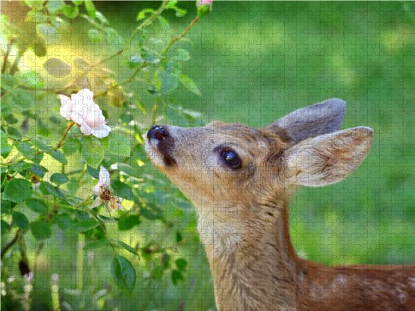 Produktbild: CALVENDO Puzzle Rehkitz mit Rose 1000 Teile Lege-Gr&ouml;&szlig;e 64 x 48 cm Foto-Puzzle Bild von Sabine L&ouml;wer