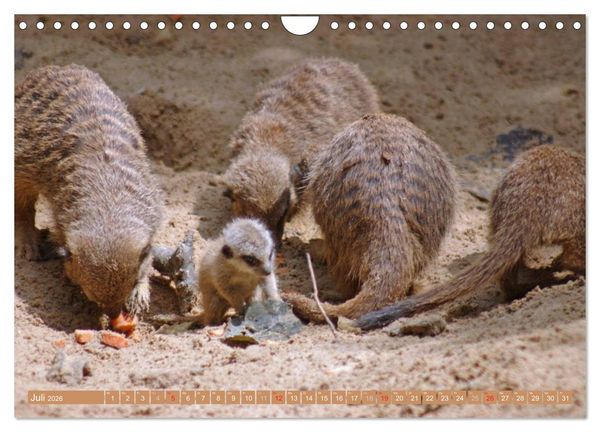 Produktbild: Erdm&auml;nnchen Familienbande (Wandkalender 2026 DIN A4 quer), CALVENDO Monatskalender