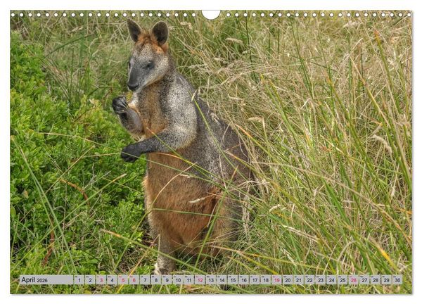 Produktbild: K&auml;ngururs und Wallabys (Wandkalender 2026 DIN A3 quer), CALVENDO Monatskalender