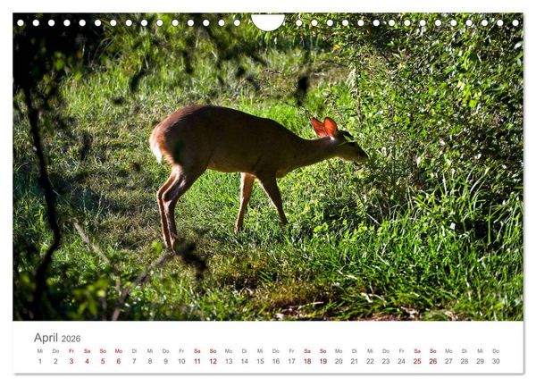 Produktbild: Faszinierendes Argentinien (Wandkalender 2026 DIN A4 quer), CALVENDO Monatskalender