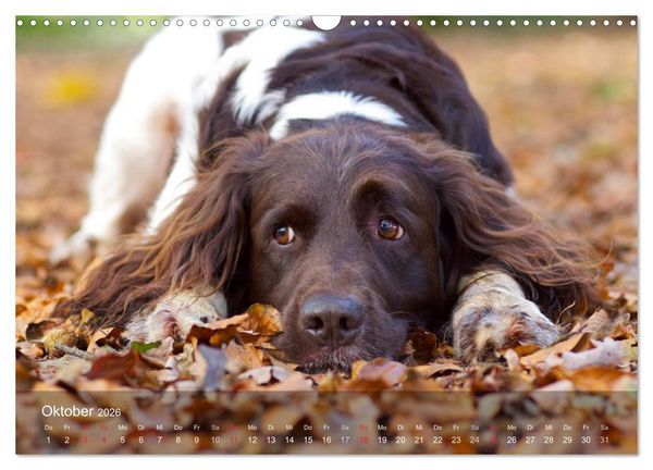 Produktbild: Kleiner M&uuml;nsterl&auml;nder Vorstehhund (Wandkalender 2026 DIN A3 quer), CALVENDO Monatskalender