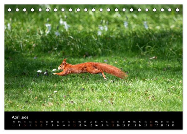 Produktbild: Eichh&ouml;rnchen (Tischkalender 2026 DIN A5 quer), CALVENDO Monatskalender