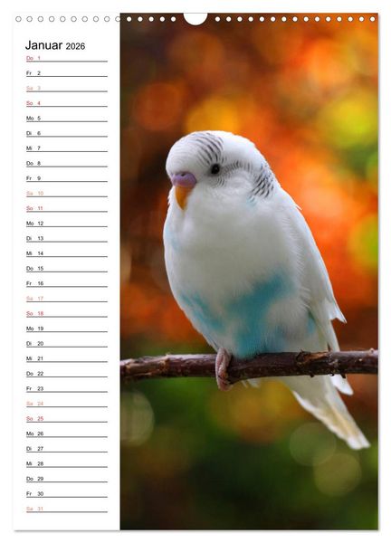 Produktbild: WELLENSITTICHE - S&uuml;&szlig;e Wellis (Wandkalender 2026 DIN A3 hoch), CALVENDO Monatskalender