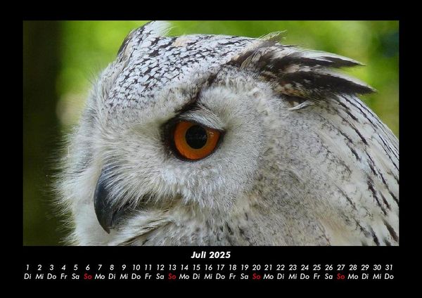Produktbild: Welt der Tiere 2025 Fotokalender DIN A3