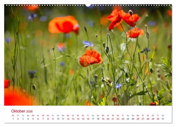 Produktbild: Mohnblumen (hochwertiger Premium Wandkalender 2026 DIN A2 quer), Kunstdruck in Hochglanz