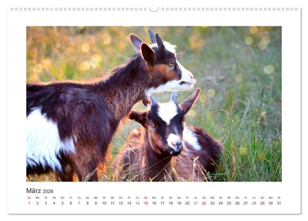 Produktbild: Wer zickt denn da? Mit Ziegen durchs Jahr (hochwertiger Premium Wandkalender 2026 DIN A2 quer), Kunstdruck in Hochglanz
