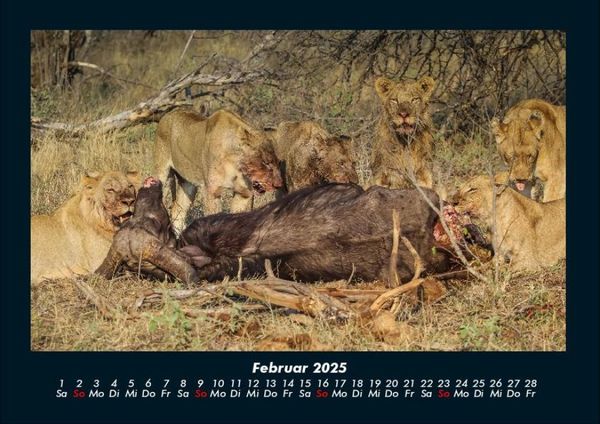 Produktbild: Tiere in der Wildnis 2025 Fotokalender DIN A4