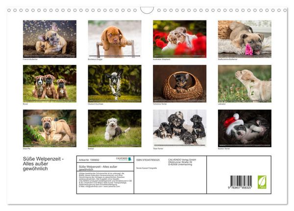 Produktbild: S&uuml;&szlig;e Welpenzeit - Alles au&szlig;er gew&ouml;hnlich (Wandkalender 2026 DIN A3 quer), CALVENDO Monatskalender