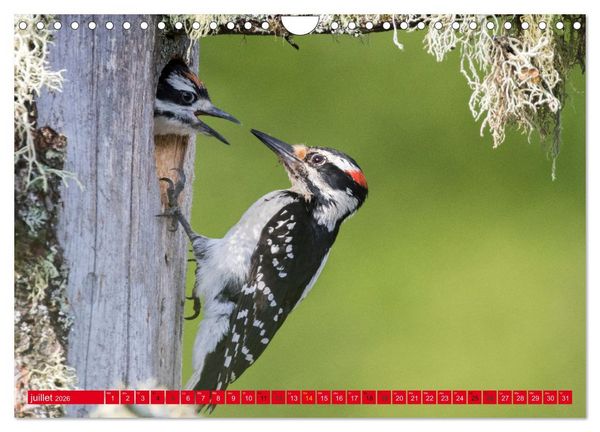 Produktbild: LA FOR&Ecirc;T DES PICS (Calendrier mural 2026 DIN A4 vertical), CALVENDO calendrier mensuel