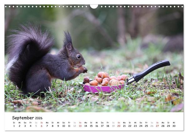 Produktbild: Unsere Eichh&ouml;rnchen in Bayern (Wandkalender 2026 DIN A3 quer), CALVENDO Monatskalender